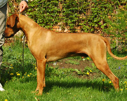 aarons Rhodesian Ridgeback