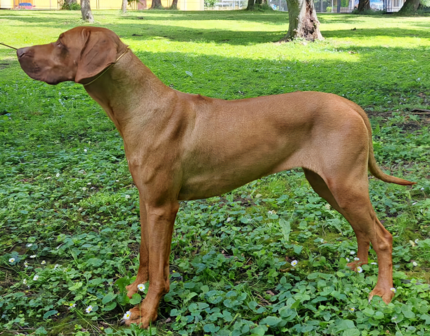 DIAMOND KYRA ZULULANDWEB fotka