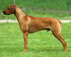 buster Rhodesian Ridgeback