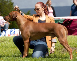 dexter Rhodesian Ridgeback
