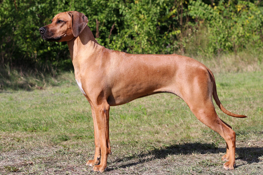 Angelina web HUkomarom vyrez2web