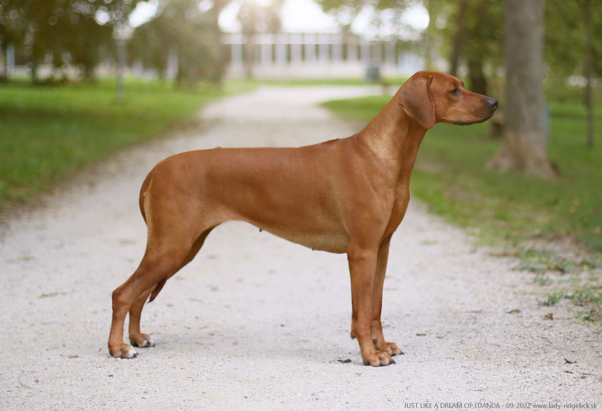 Just Like a Dream of Luand