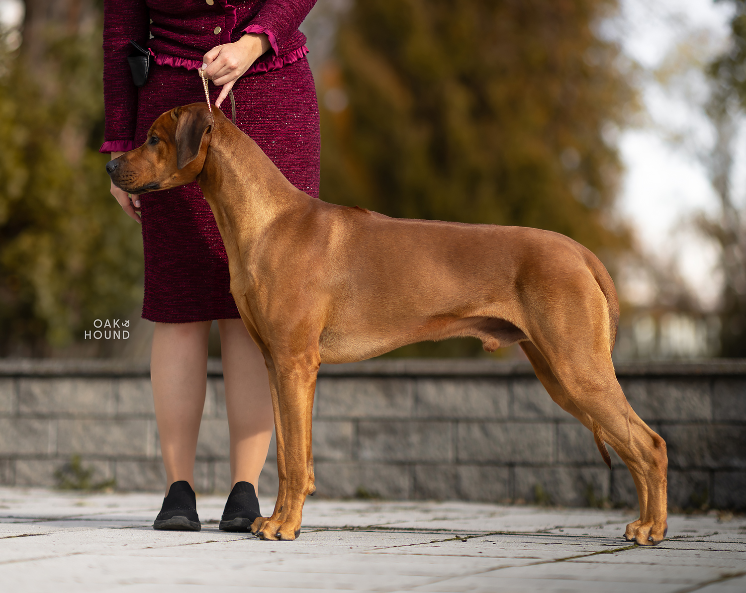 Redyland EMPIRE OF LEGENDS fotka