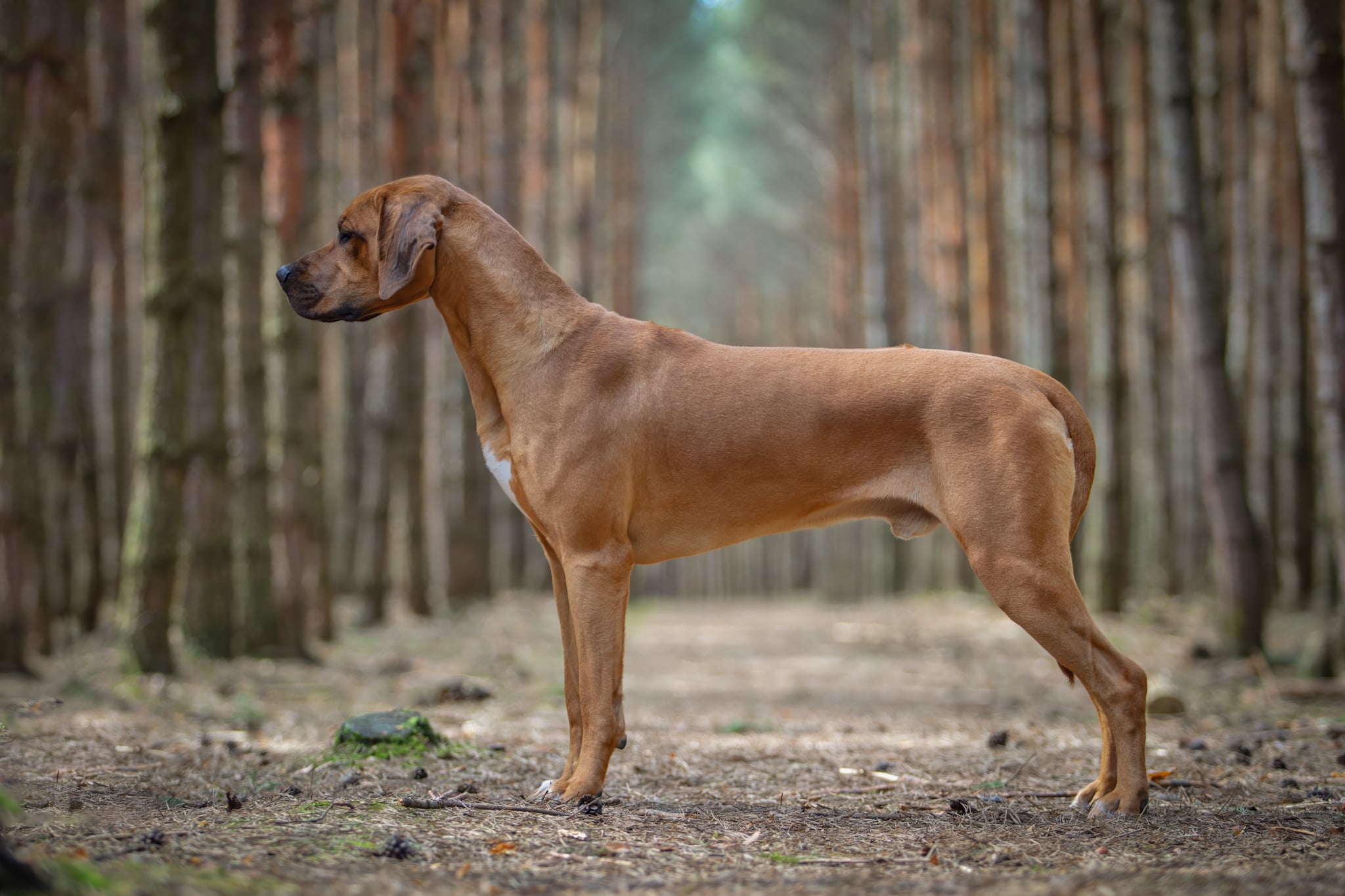 mirage arte cassari 2