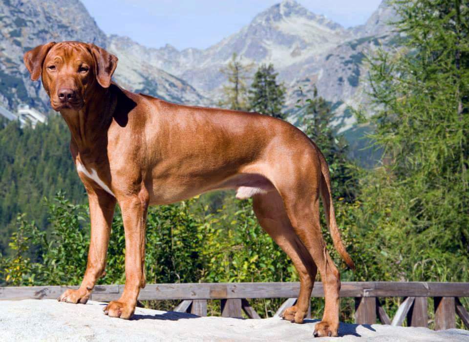 ridgeback James Bond Aquila