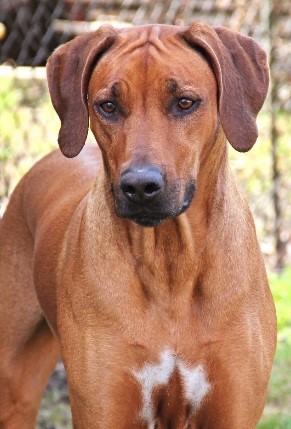 Chelsey Perla Afriky