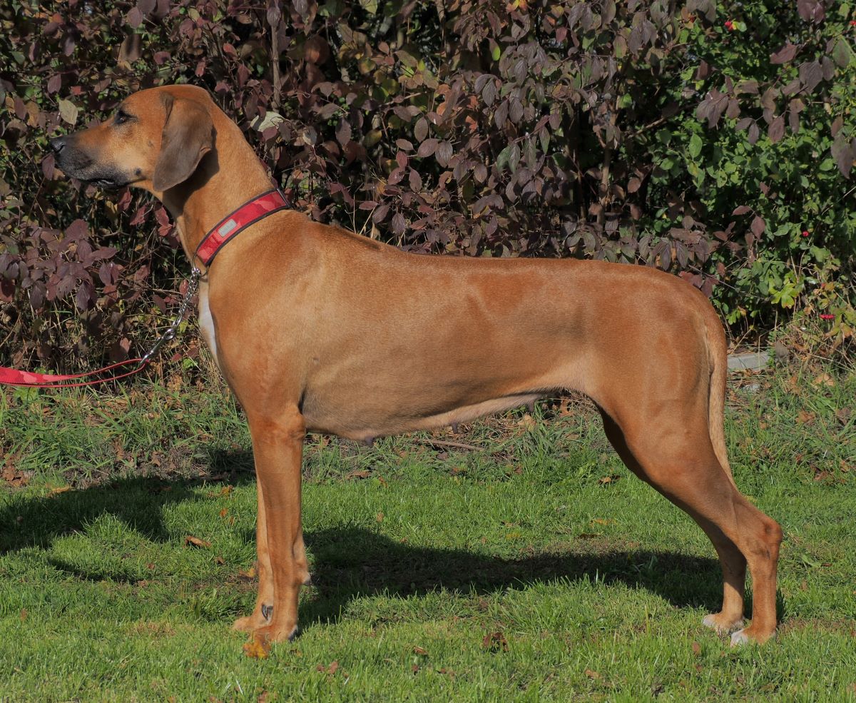 ASTRID THE JOYFULL LeaRRina