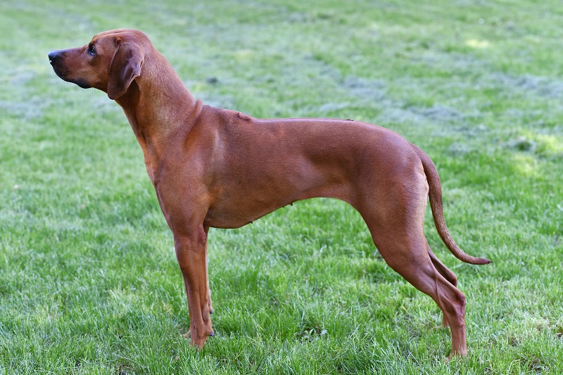 Chaniya Aaliyah Nala Kentani