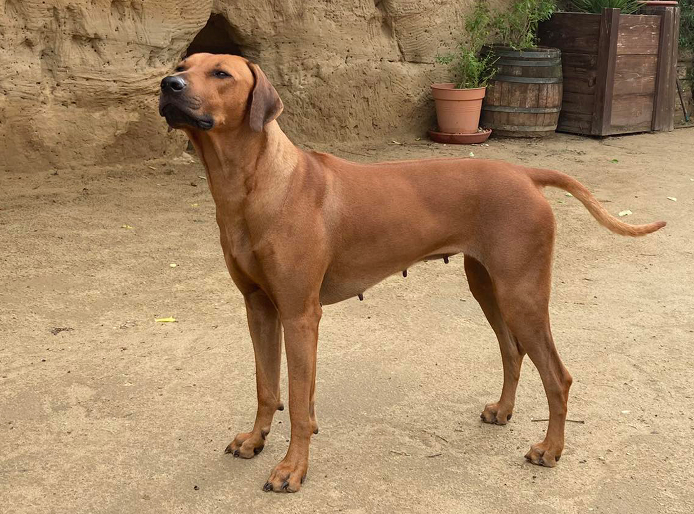 FANTASTIC DIVA BY BLACK RIVER KINGDOM kopie kopie