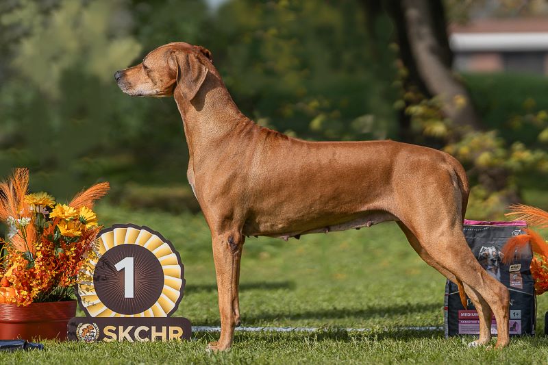 Masara Lakota Lowenschwanz