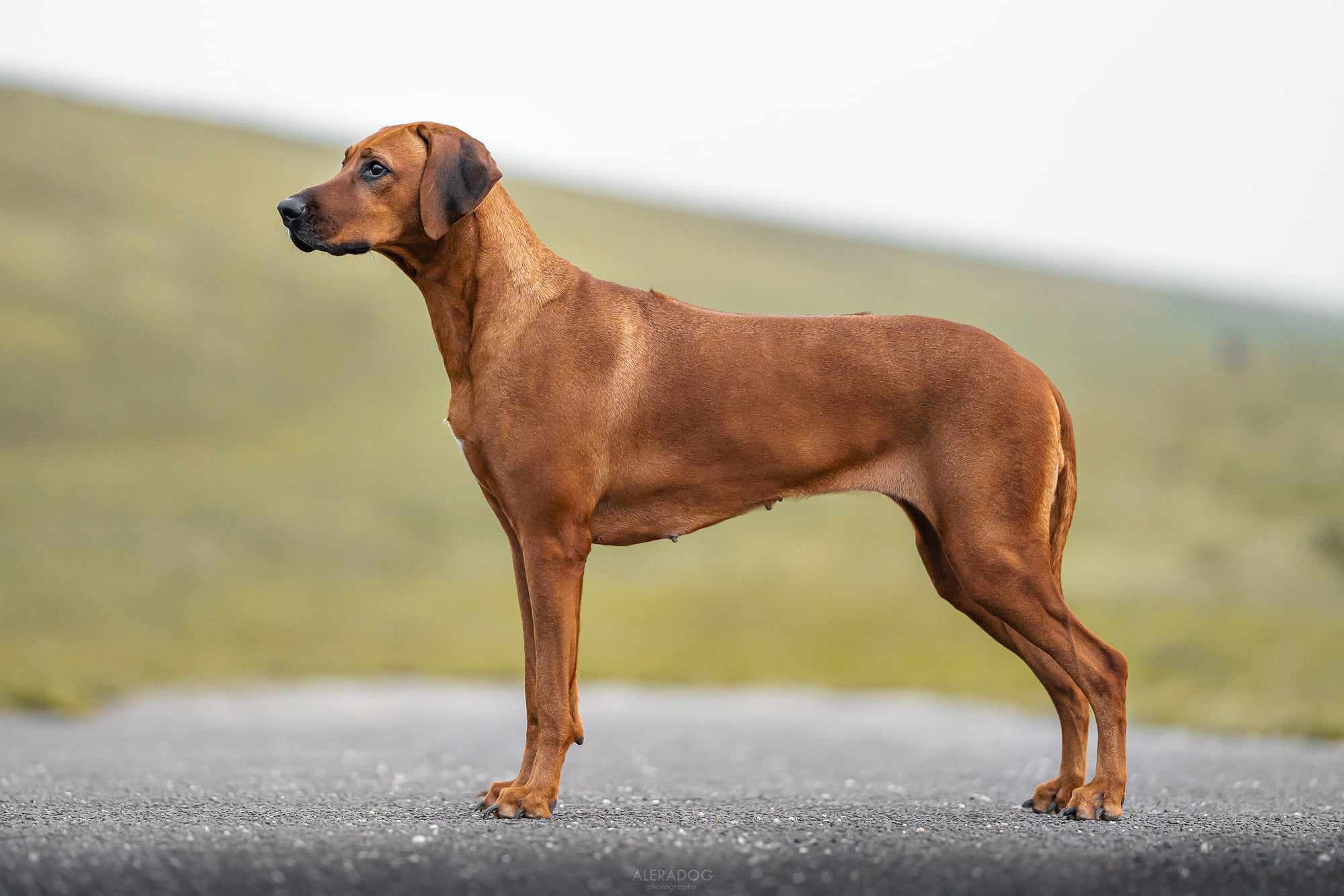 SHABANIS PRIDE AISHA SHANAYA