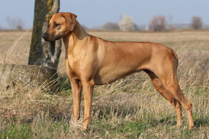 TUSANI JUNIOR IN LOVE MIA3