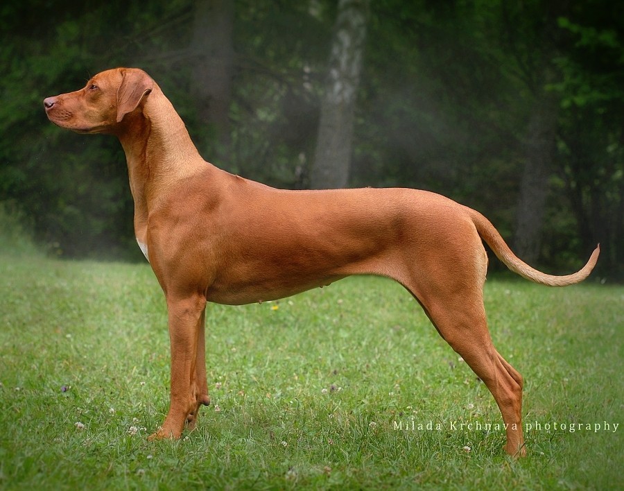 adele valdina by ridgeback