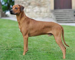 jafari Rhodesian Ridgeback