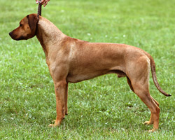 jasper Rhodesian Ridgeback