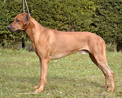maxim Rhodesian Ridgeback