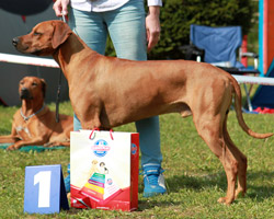 ruben Rhodesian Ridgeback