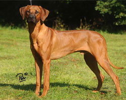 taariq Rhodesian Ridgeback